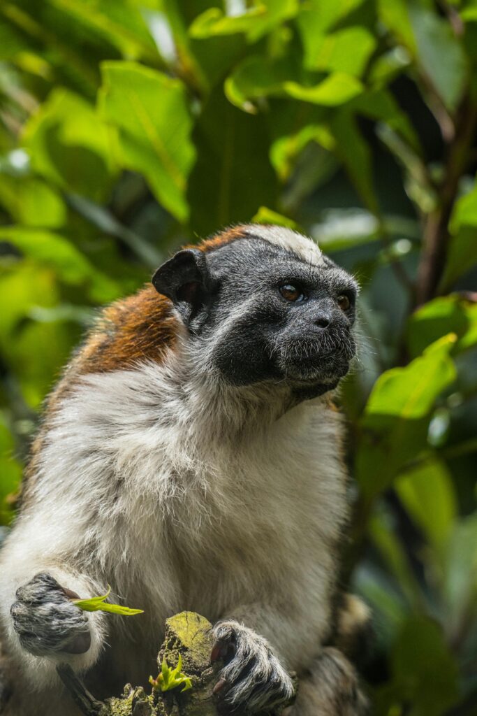 2-bum-683x1024 A Tale of Unlikely Friendship and Jungle Adventures