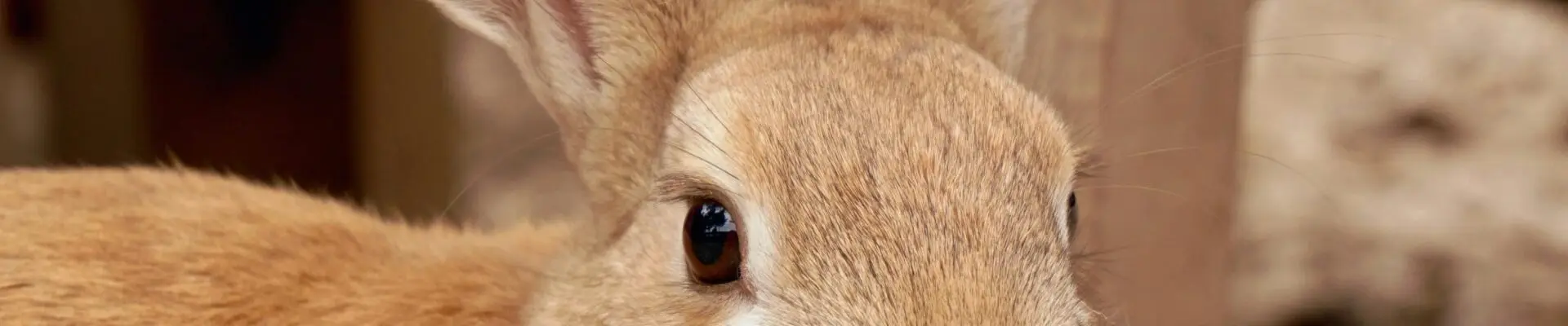 The Curious Rabbit and the Hidden Garden