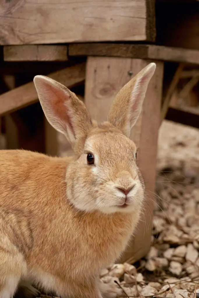 The Curious Rabbit and the Hidden Garden
